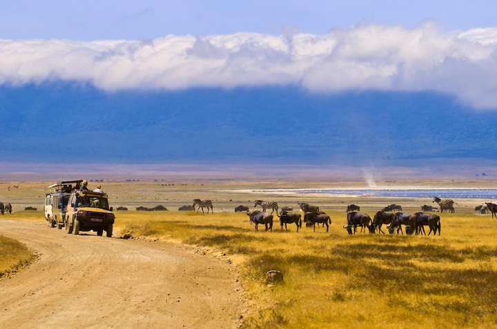 Safari vehicles observing large number of Blue Wildebeest (Gnu) and zebra, Ngorongoro Crater, Ngorongoro Conservation Area, Tanzania